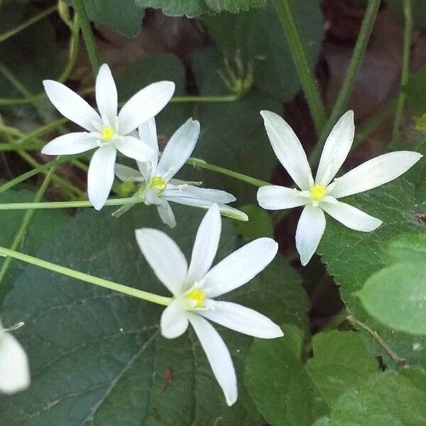 Ornithogalum umbellatum Λουλούδι