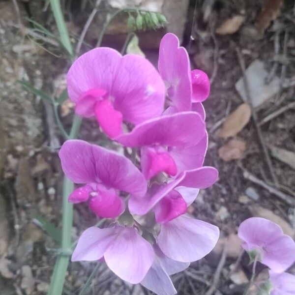 Lathyrus latifolius 花