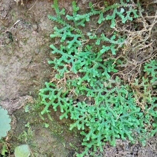 Selaginella denticulata Deilen