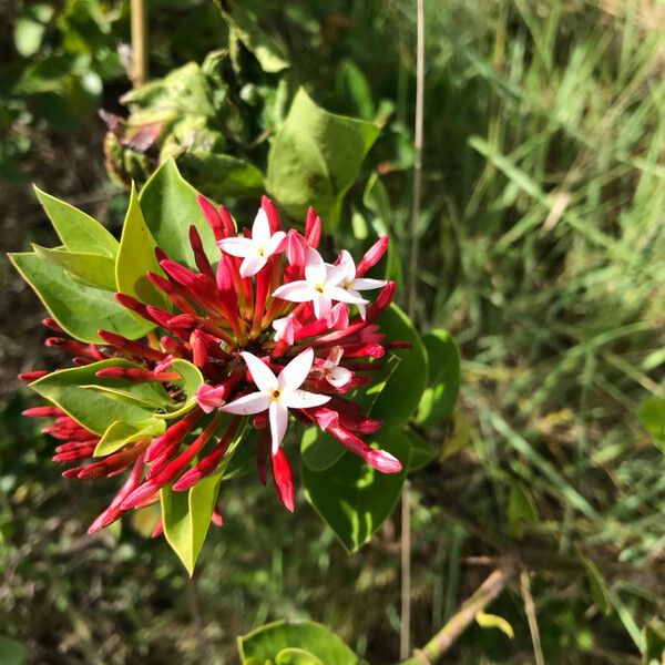 Carissa spinarum Λουλούδι