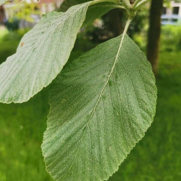 Aria edulis Leaf