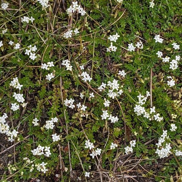 Galium saxatile Elinympäristö