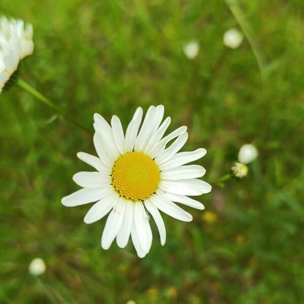 Leucanthemum ircutianum പുഷ്പം