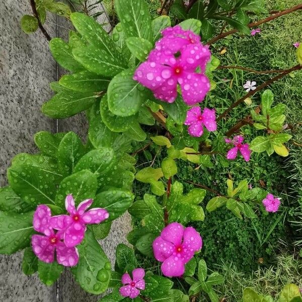 Catharanthus roseus Flor