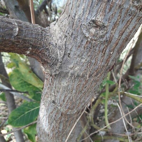Ficus lutea Bark