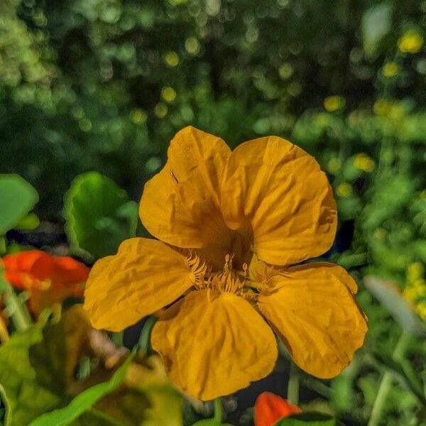 Tropaeolum minus Flower