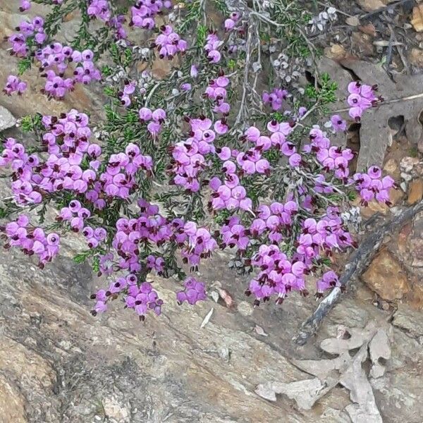 Erica umbellata Flower