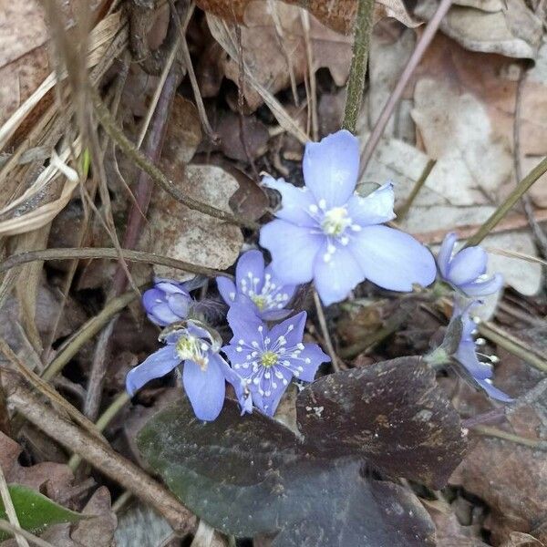 Hepatica nobilis Flower