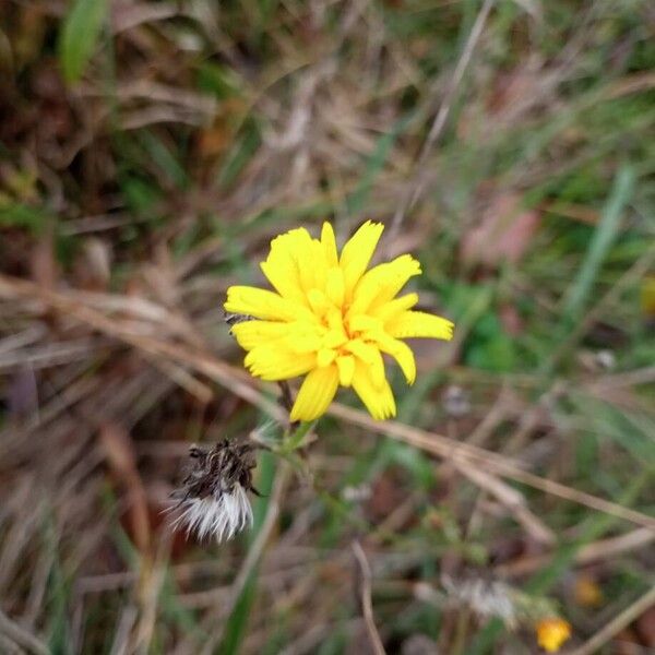 Hieracium gouanii Blüte