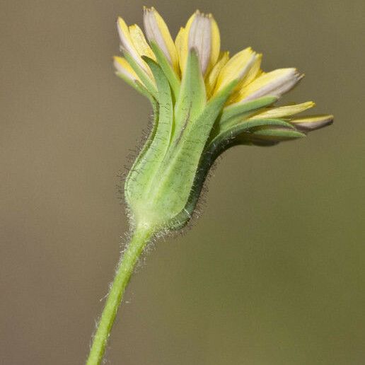 Agoseris heterophylla Blodyn