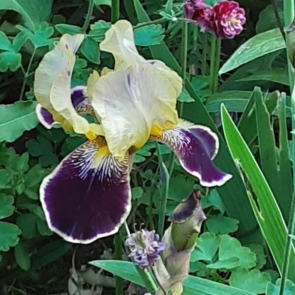 Iris variegata Flower