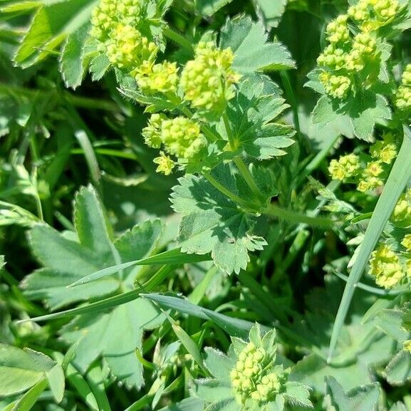 Alchemilla monticola Flower