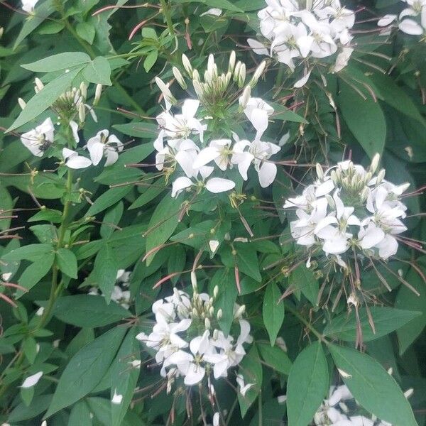 Cleome gynandra Цветок