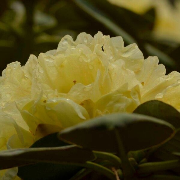 Rhododendron lacteum ফুল