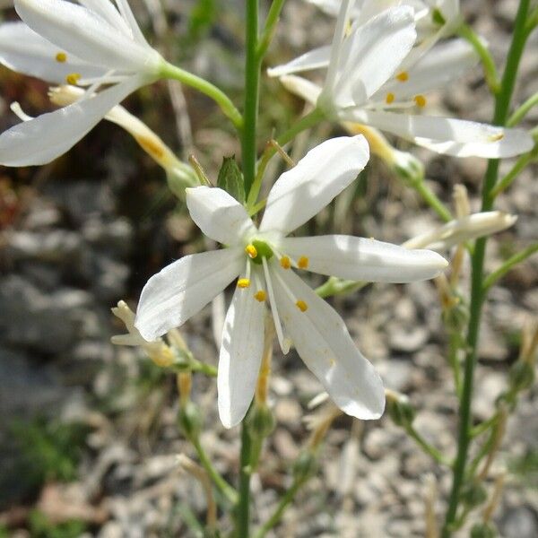 Anthericum liliago Цветок