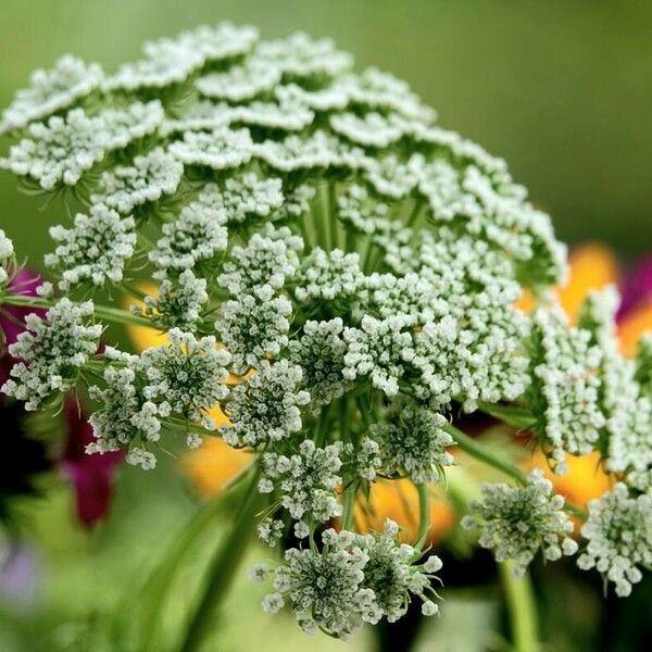 Ammi majus ᱵᱟᱦᱟ