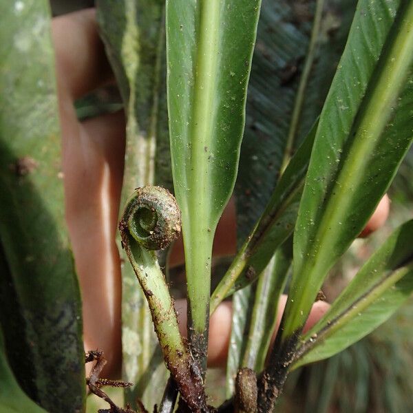 Asplenium africanum Lapas