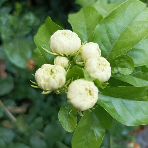Jasminum sambac Flor