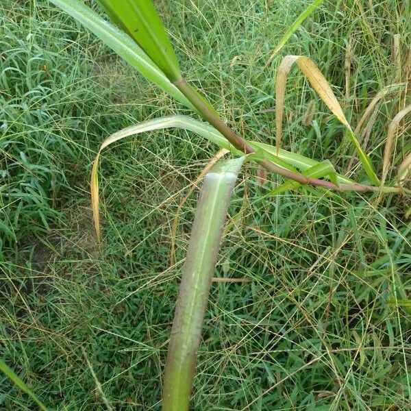 Echinochloa crus-galli Leaf