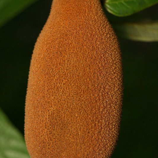 Theobroma grandiflorum Fruit