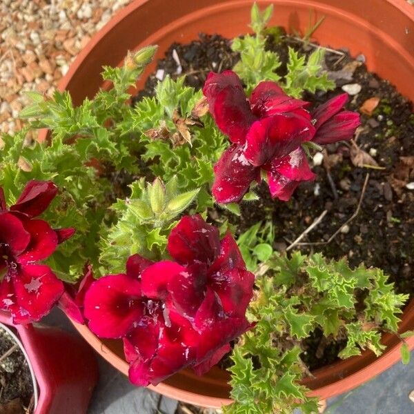 Pelargonium grandiflorum फूल