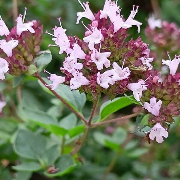 Origanum vulgare Fleur