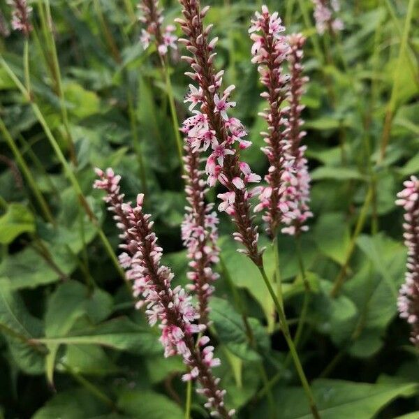 Persicaria amplexicaulis Flower