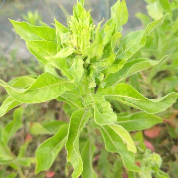 Oenothera parviflora Yaprak