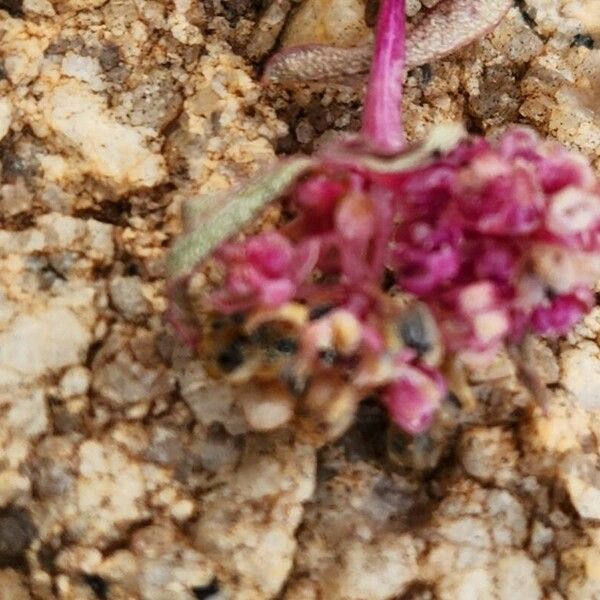 Gisekia pharnaceoides Flower