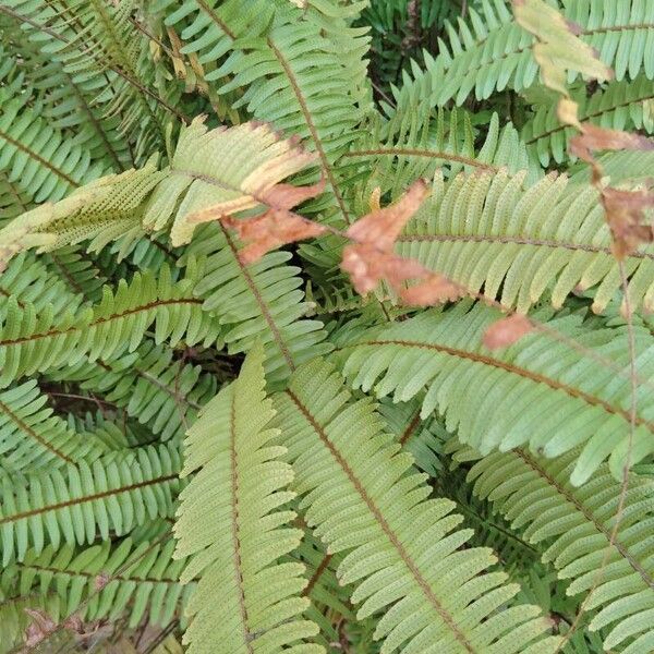 Nephrolepis cordifolia Leaf