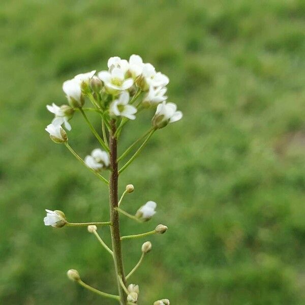 Capsella bursa-pastoris Lorea