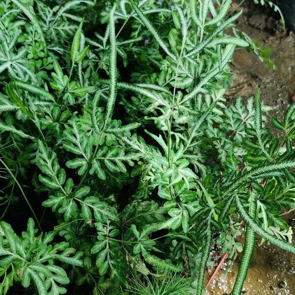 Pteris ensiformis Leaf