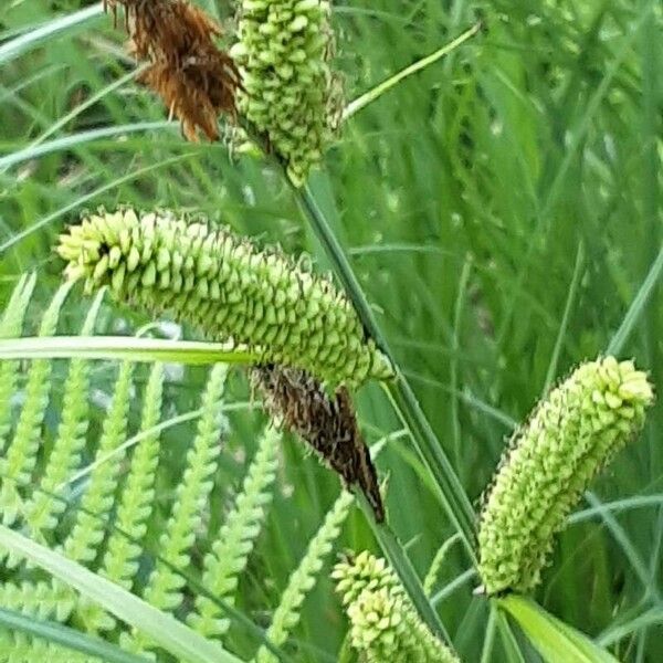 Carex acutiformis फूल