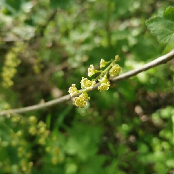 Ribes rubrum Flor