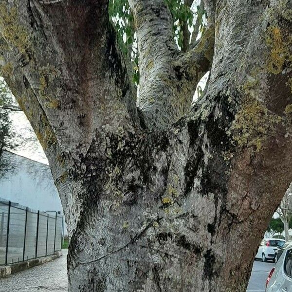 Celtis australis Casca