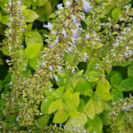 Salvia hispanica പുഷ്പം