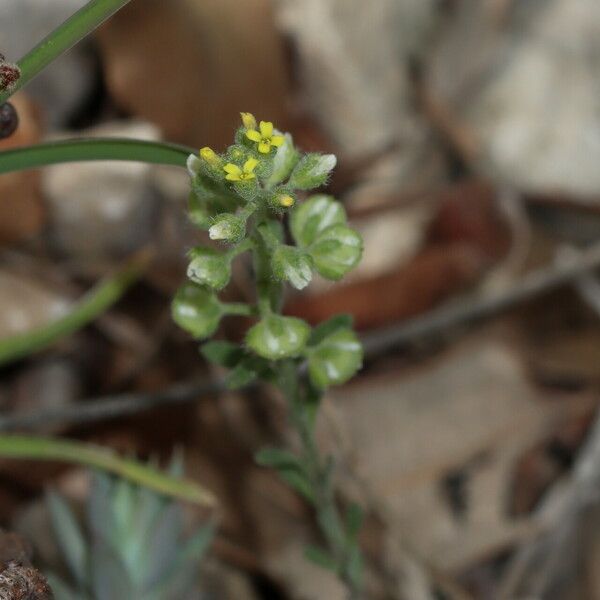 Alyssum simplex ফুল