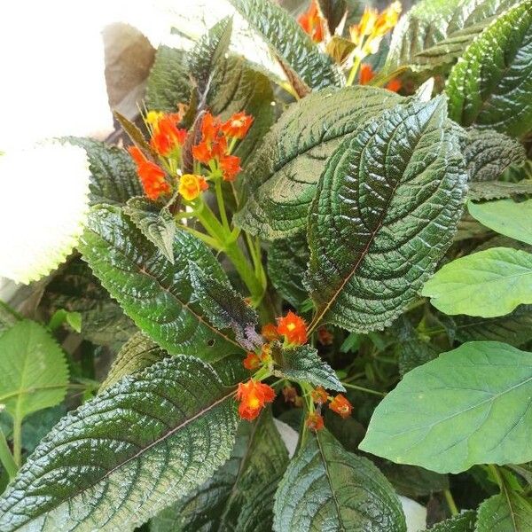 Chrysothemis pulchella Flower