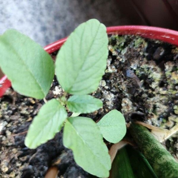 Amaranthus blitum 葉