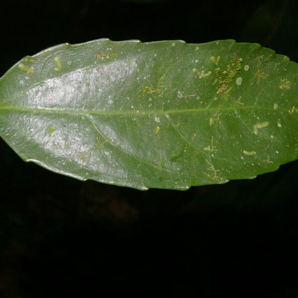 Hasseltiopsis dioica Leaf