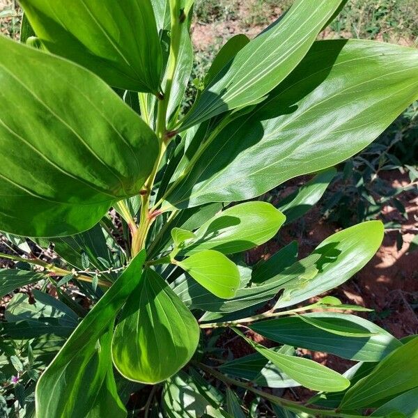 Acacia mangium Ліст