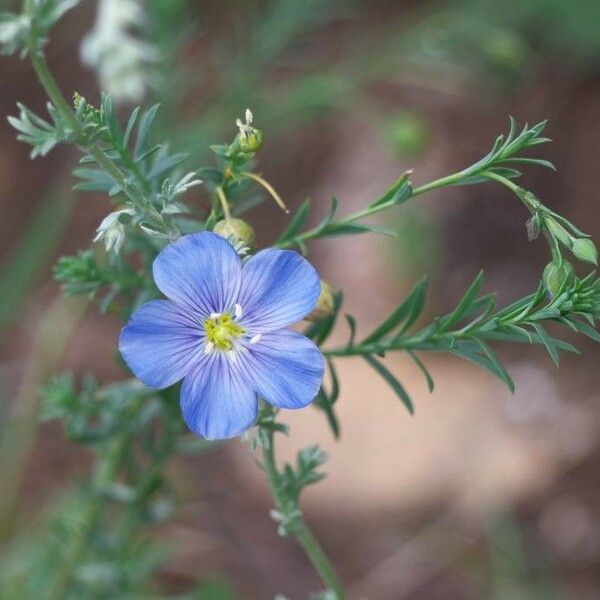 Linum lewisii ফুল