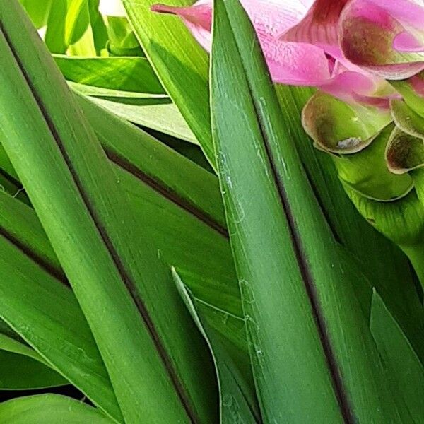 Curcuma alismatifolia Blatt