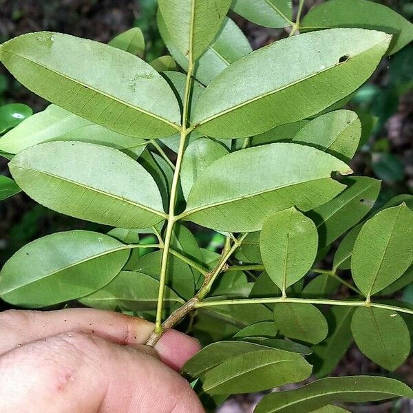 Zanthoxylum punctatum Folha