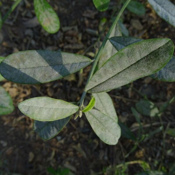 Crotalaria retusa Φύλλο