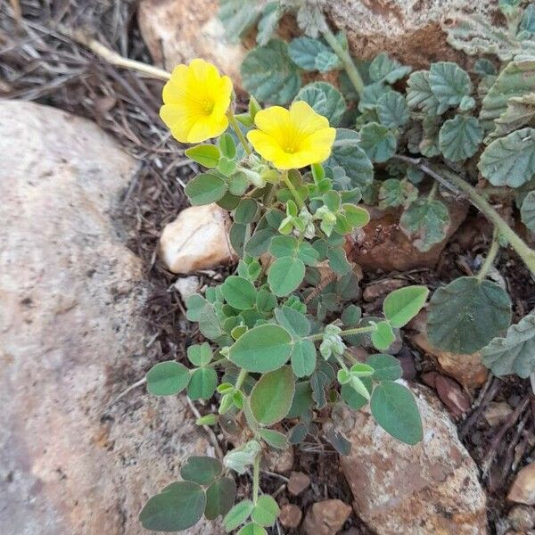 Oxalis frutescens Blad