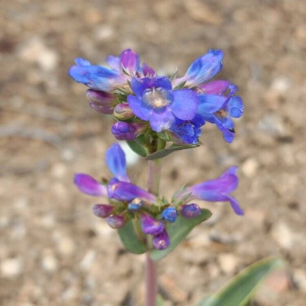 Penstemon pachyphyllus Flower