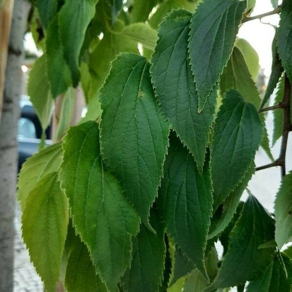 Celtis australis 叶