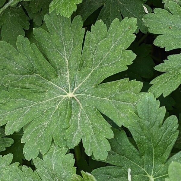 Geranium macrorrhizum Leaf