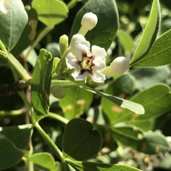 Schrebera alata Blüte